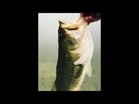 Old release footage Rancho Murieta #releasefootage #bigbass #shorts
