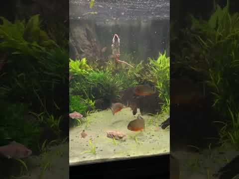 30 Piranha VS!!! (MOUSE)