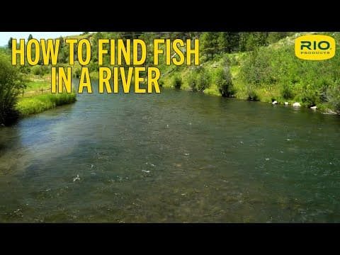 How To Find Fish In A River