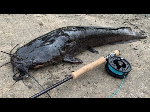 GIANT Catfish on the Fly | Fly Fishing in Hong Kong #2