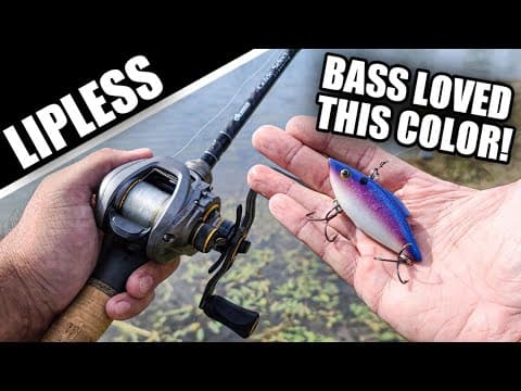 Best Color Crankbait That NOBODY Throws (Fall Bank Fishing)