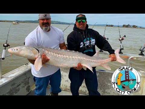 Monster Sturgeon Fishing The California Delta