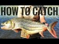 How to Catch Tigerfish in Africa (Tackle and Techniques, everything you need to know)