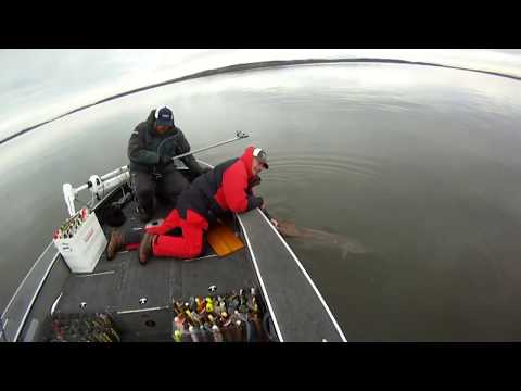 HUGE 54&quot; Lake of the Woods Muskie
