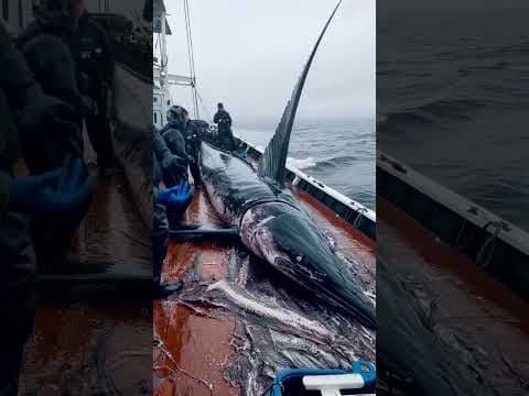 Pacific Giants: The Biggest Fish Ever Caught