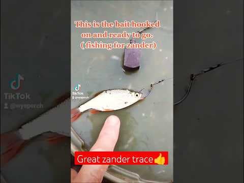 Basic trace to catch Zander 💪 #fishing #perch #lurefishing #fishingtips #fish #lure #tutorial #how