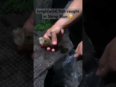 Wild fish caught in Shing Mun🎣🐟🫢 #fishing #fish #wildlife #hk #shorts
