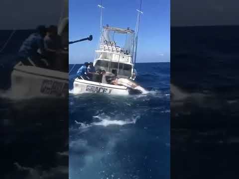 Blue marlin battle