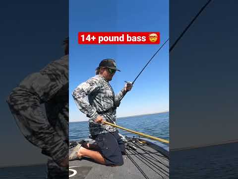 14.7 pound Bass Caught on a Swimbait