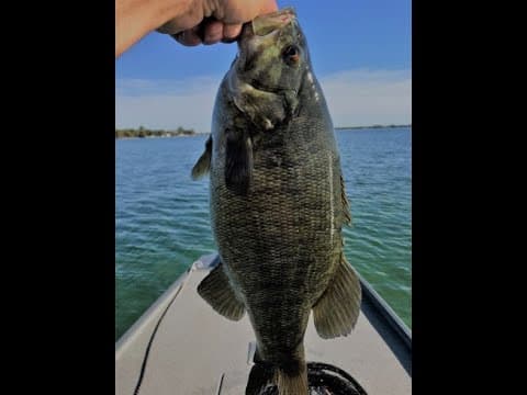 Chaumont Bay BIG Smallies