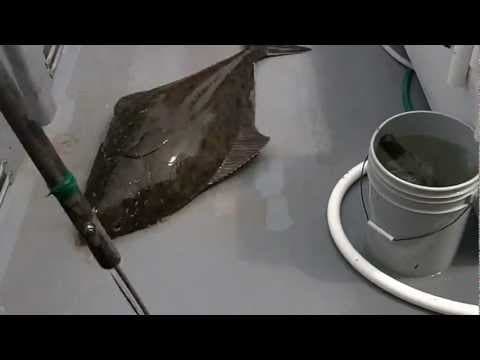 50+lb Halibut Westport WA