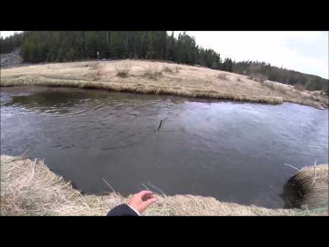 Best Day Ever Fly Fishing Rainbow Trout