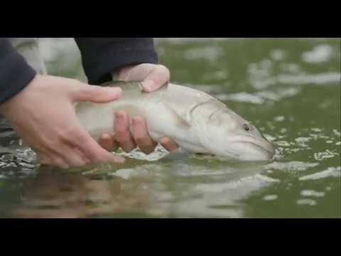 Fishing BC Presents: Exploring the Waters Around Squamish with Valley Fishing Guides