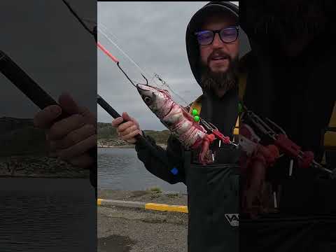 Catching Monsters 🇳🇴#norway #shortsvideo #shorts #fishingshorts