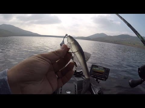 P- Line Laser Minnow: Unexpected Catch