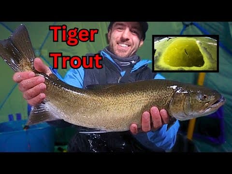 Sight Fishing Tiger Trout Through The ICE 🧊(EPIC Early ICE)