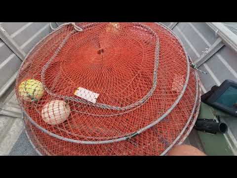 M88 Sandy Straits Sand crab, Mud Crab