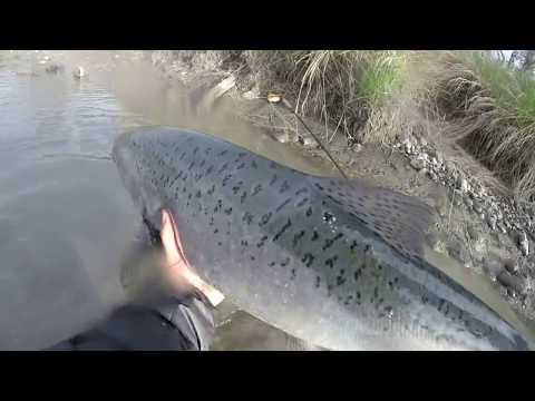 swinging for kings on the kasilof Alaska