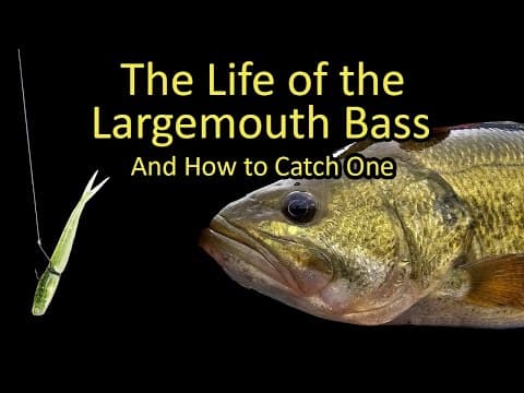 Life of the Largemouth Bass and How to Catch a Bass