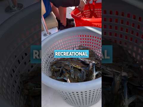 Best Maryland Crabbing Gear is…🦀😳 #trotline #crabbing #chesapeakebay