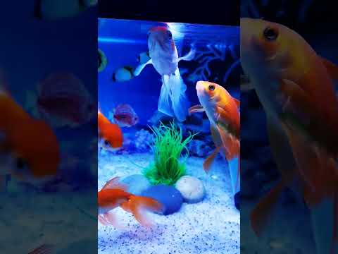 Beautiful Gold fish, Fish Aquarium setup, Gold Fish tank setup. #shorts #viral #fish #aquarium