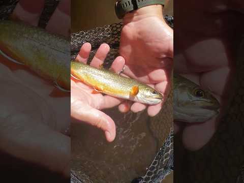 Beautiful Mountain Lake Brook Trout. #FTWQ #fishthatwontquit #troutfishing #fishingvideos #trout
