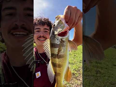 Peacock bass in Puerto Rico 🇵🇷