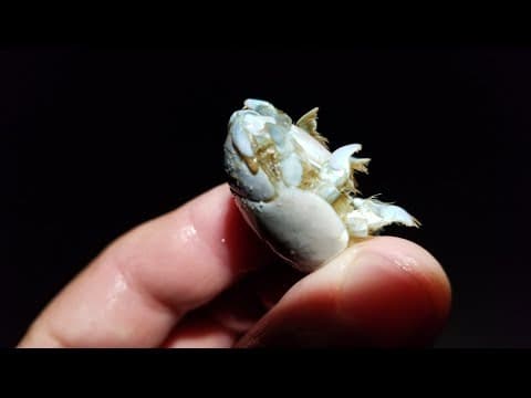 SAND FLEA SECRETS, How to Catch, Store, and Rig this Awesome FREE Surf Fishing Bait