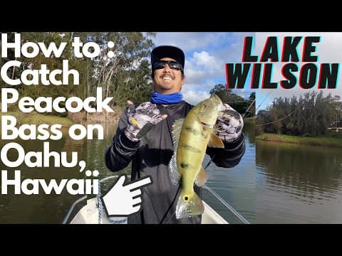 How to: Catch Peacock Bass on Lake Wilson Oahu, Hawaii