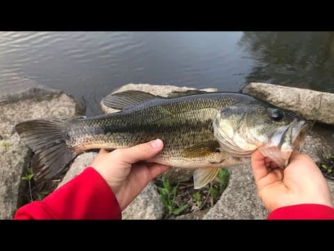 The Best Winter Largemouth Bass Baits!