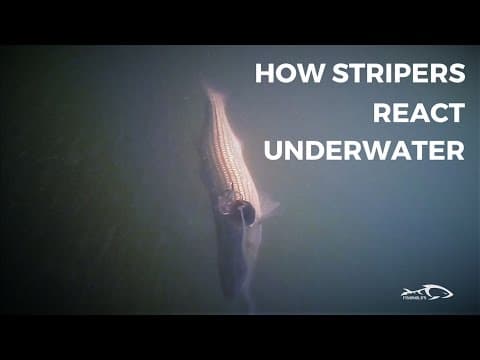 How Stripers React Under Water And How To Adjust