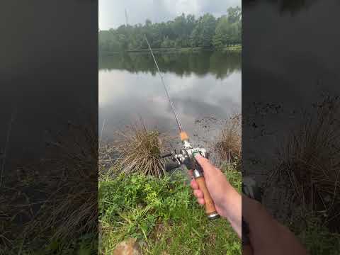 2023 Shimano CALCUTTA CONQUEST BFS CAST TEST