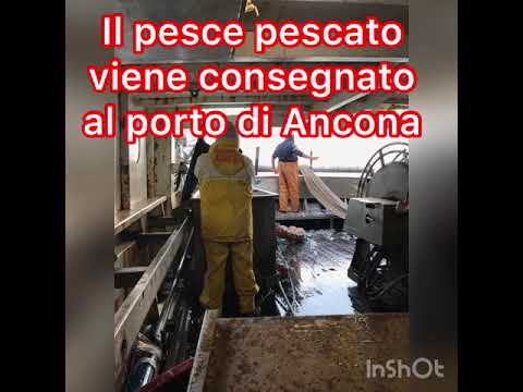 Pesce Nostro ,solo pesce fresco del Porto di Ancona.