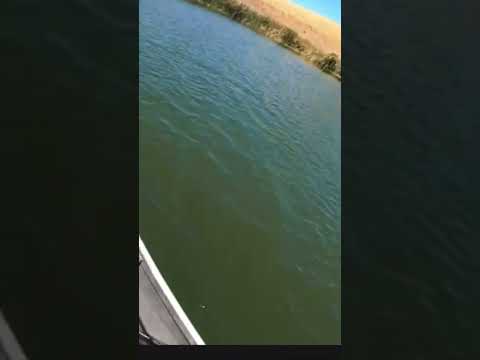 Solid 4 pounder at Calero Lake . Dude fought like a 6 pounder. #CaleroLake #bassfishing