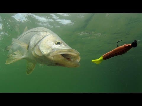 BEST LURES FOR SNOOK AND TARPON