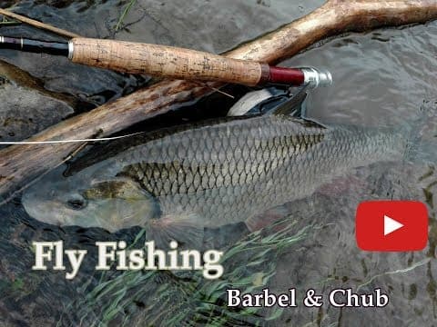 Spring Fly Fishing : Chub & Barbel  | Jarné Muškárenie