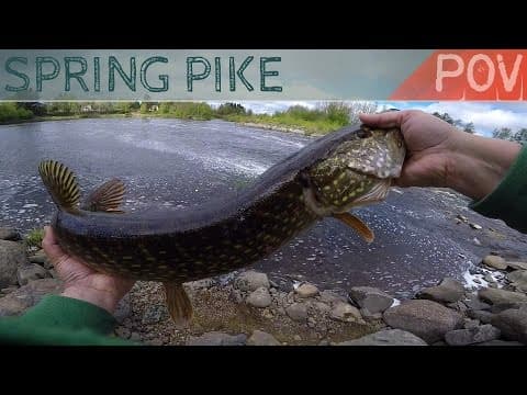 Rod &amp; Reel &amp; Camera #1: Late spring pike / Haukea loppukeväällä