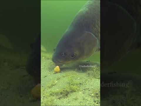Big grass carp going for the bait.