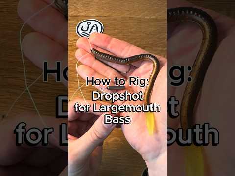 How to rig a drop shot for largemouth bass #fishing #bassfishing #fishingtips #largemouthbass