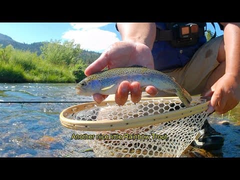 Fly Fishing West Carson River Hope Valley (Dull Drums of Summer)