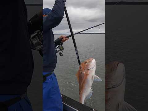Fishing for snapper