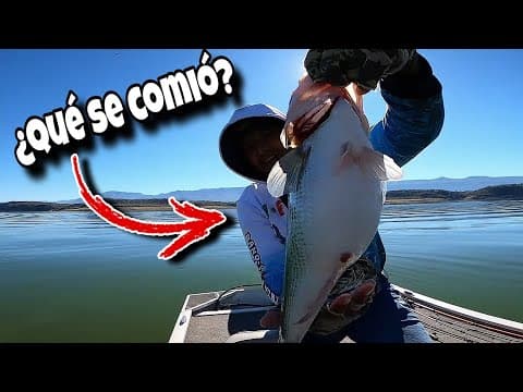 Pesca en presa el Chique con ARREGLO TEXAS | Ft Dr Bass Fishing