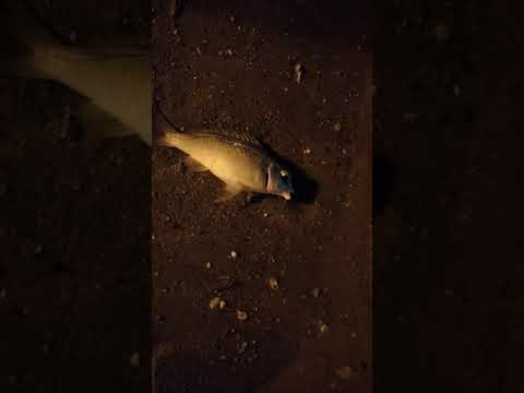 First Time Night Fishing In Oman😄😄😄😄