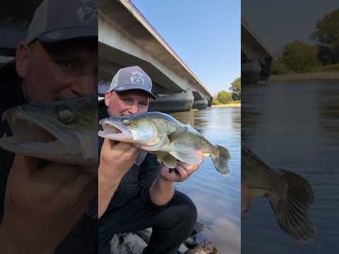 Angeltrips in einer Minute: Dicke Zander aus der Elbe! #angeln #zander #zanderangeln