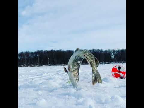 I Thought Someone Stole My Fish! Wait for it....  #short #icefishing #pike