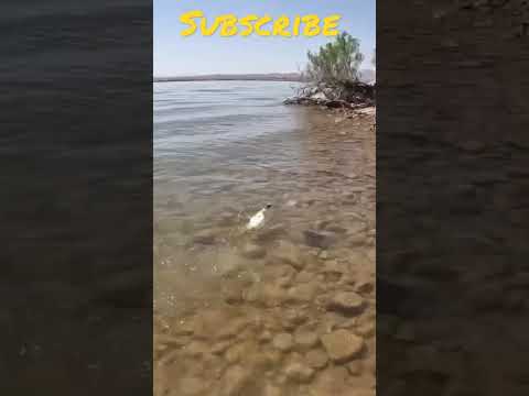 Catching Fish in Lake Havasu! 🇺🇸