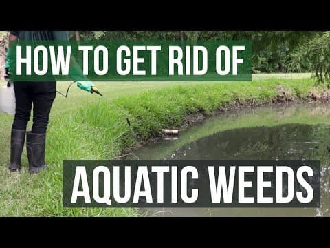 How to Get Rid of Weeds in Ponds &amp; Lakes: Aquatic Weed Control Tips