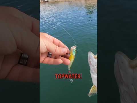 3 Topwater Bass Fishing Tricks #fishing