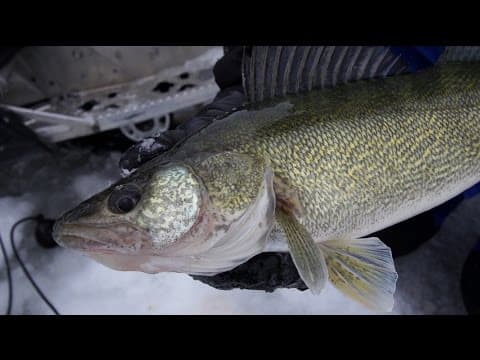 Pinpointing Devils Lake Walleyes