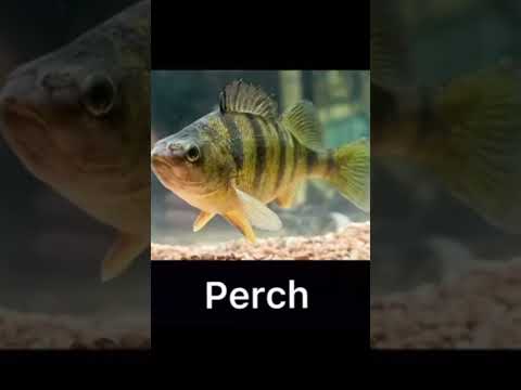 Top 5 best lures for perch